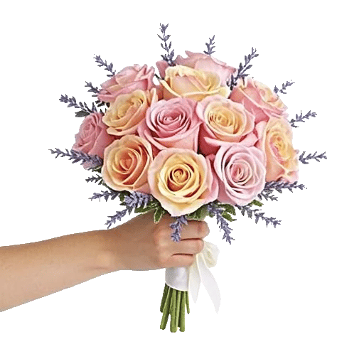 Pastel Pink Roses