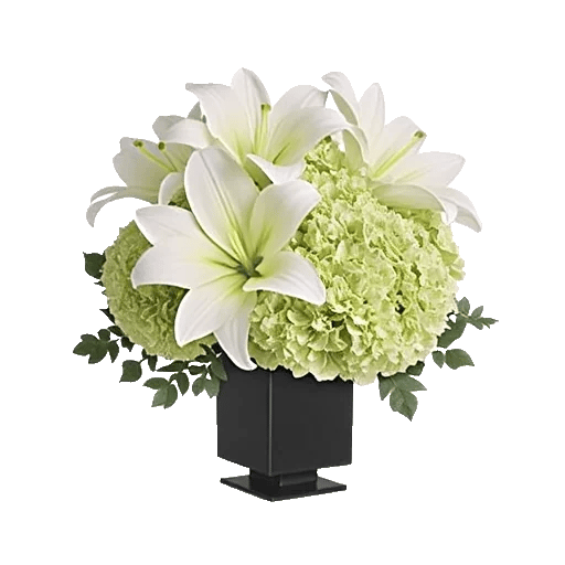 Ivory Blossom Radiance