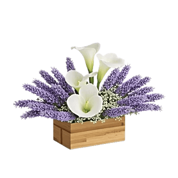 Elegant Calla Lilies
