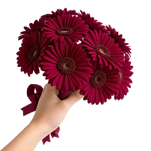 Blushing Rose Symphony