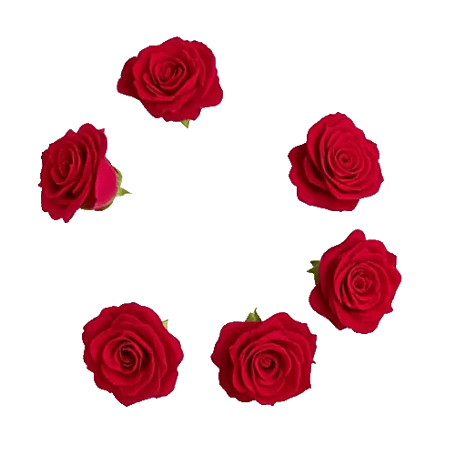 Radiant Rose Symphony