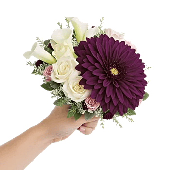 Elegant Calla Lilies