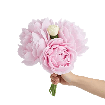 Peony Petal Harmony