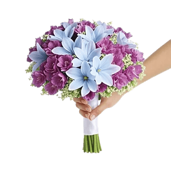 Blossom Petal Serenity