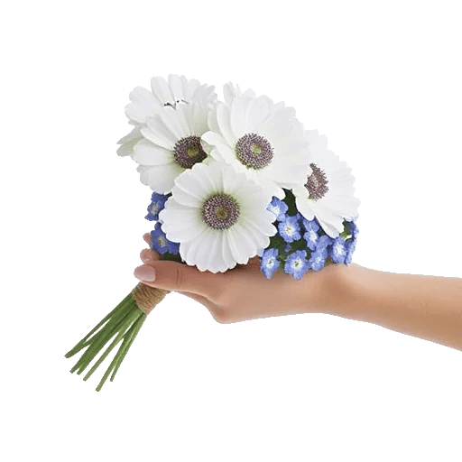 Serene Petal Harmony