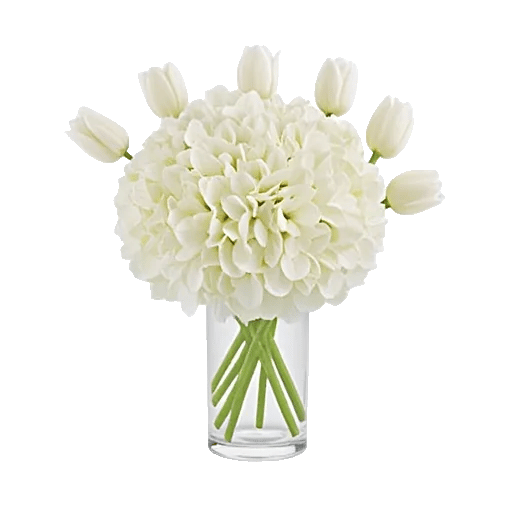 Ivory Blossom Radiance