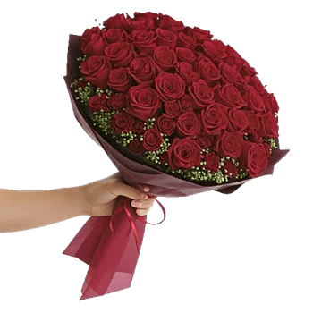 Crimson Rose Elegance