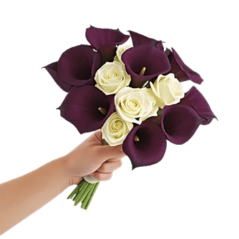 Elegant Calla Lilies