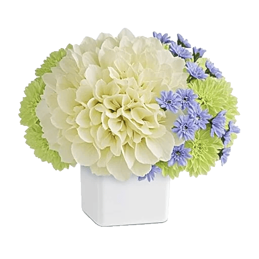 Serene Petal Harmony