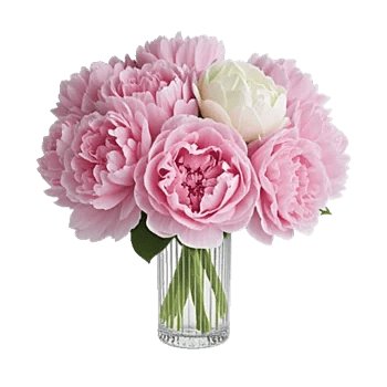 Peony Petal Harmony