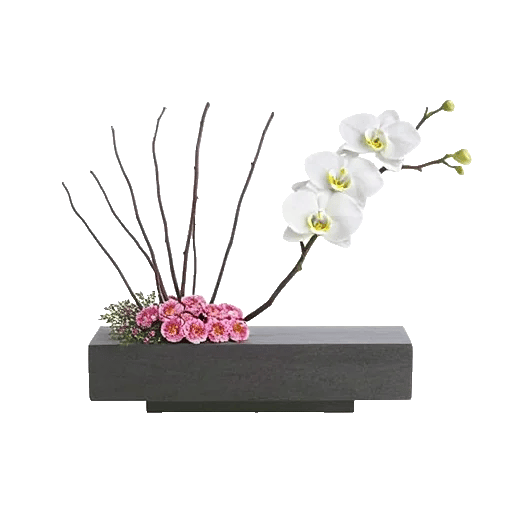 Minimalist White Orchids