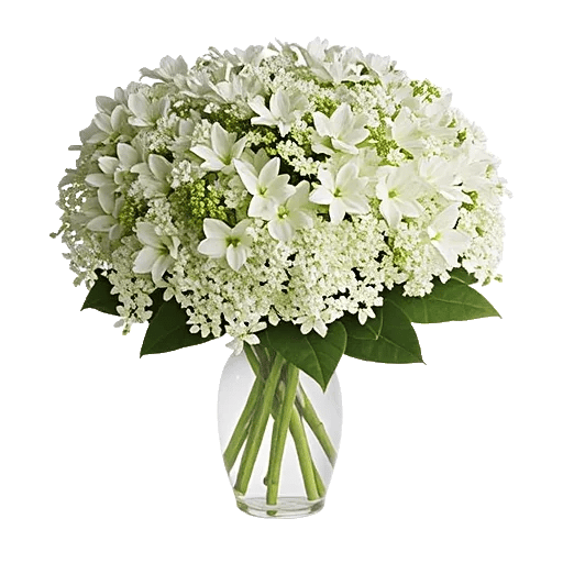 Ivory Blossom Radiance