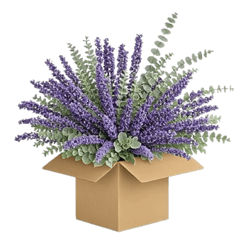 Lavender Bloom Grace