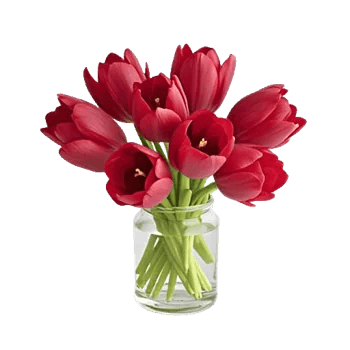 Scarlet Tulip Splendor