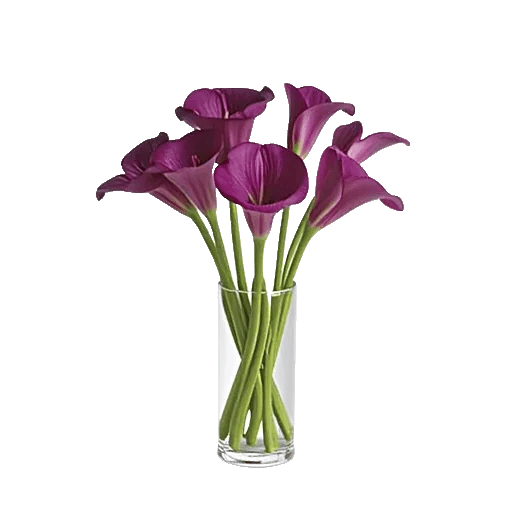 Elegant Calla Lilies