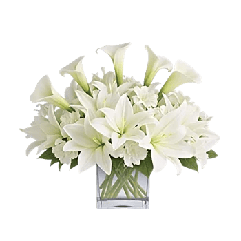 Elegant Calla Lilies