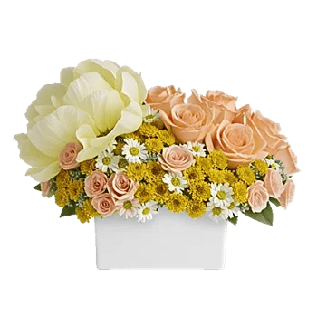 Petal Radiance Bliss