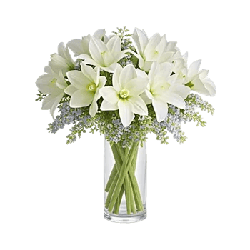 Ivory Blossom Radiance