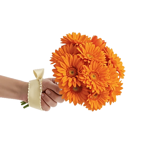 Vibrant Orange Delight