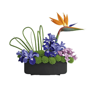 Minimalist White Orchids