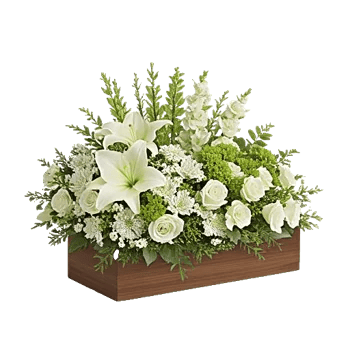 Ivory Blossom Radiance