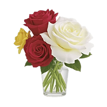 Radiant Rose Symphony