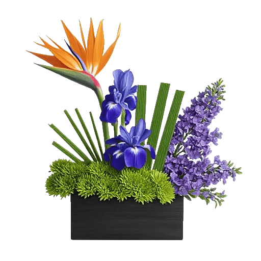 Modern White Orchids