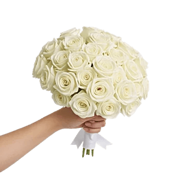 Blushing Rose Symphony