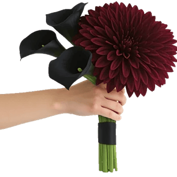 Elegant Calla Lilies