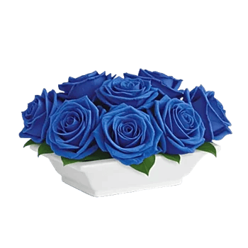 Elegant Blue Roses