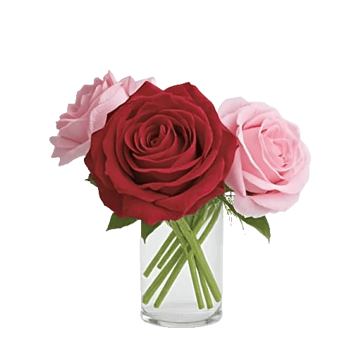 Radiant Rose Symphony