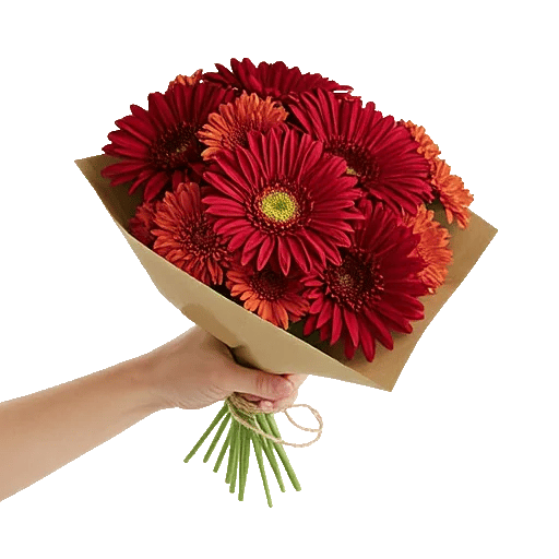 Scarlet Beauty Fusion