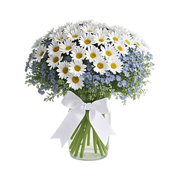 Enchanting Daisy Garden