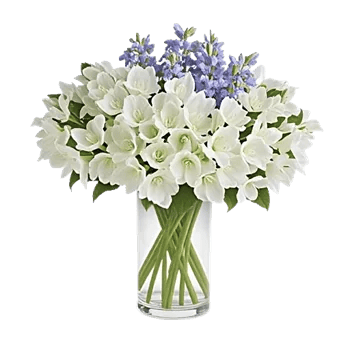 Ivory Blossom Radiance