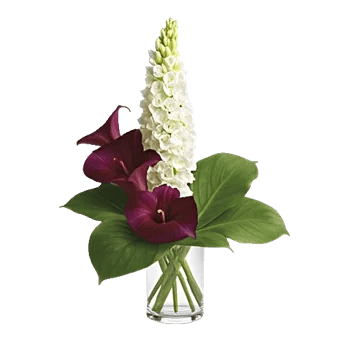 Elegant Calla Lilies