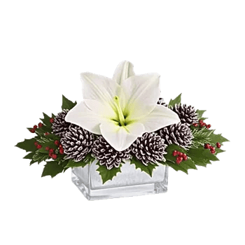 Frosted Lily Spread