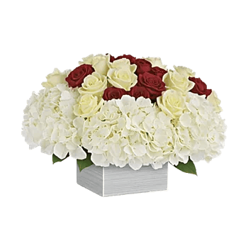 Ivory Blossom Radiance