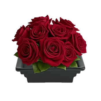 Crimson Rose Elegance