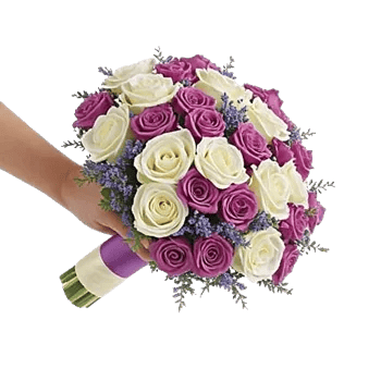 Pastel Pink Roses