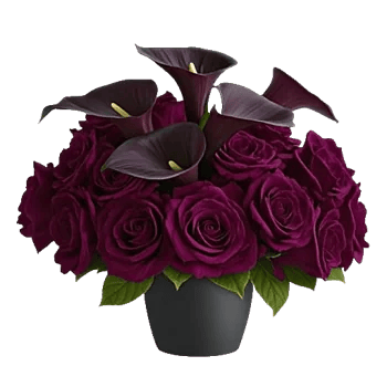 Elegant Calla Lilies