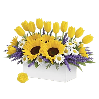 Blossom Harmony Display