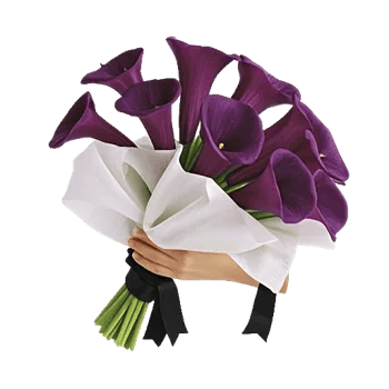 Elegant Calla Lilies