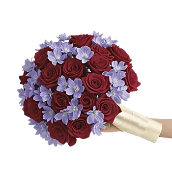 Blushing Rose Symphony