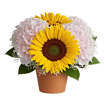 Amber Sunflower Glow