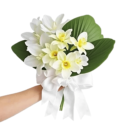 Modern White Orchids