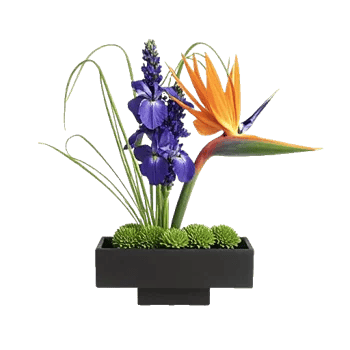 Minimalist White Orchids