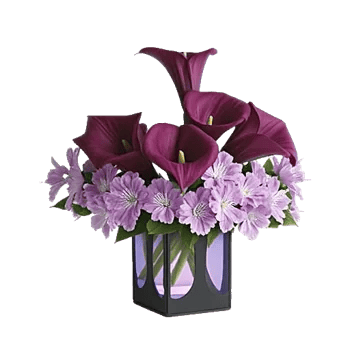 Elegant Calla Lilies