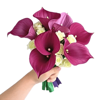 Elegant Calla Lilies