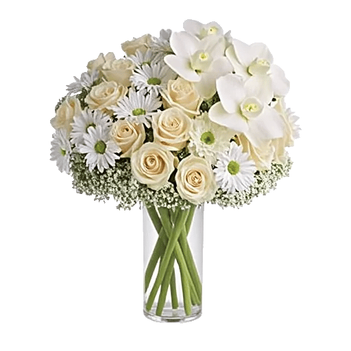 Ivory Blossom Radiance