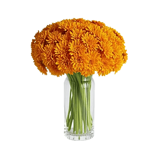 Vibrant Orange Delight